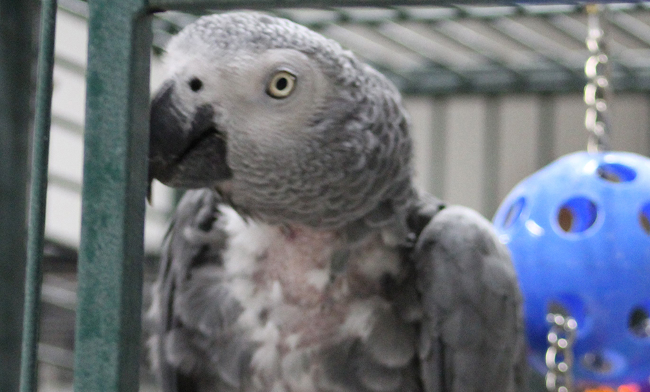 Sydney, African Gray