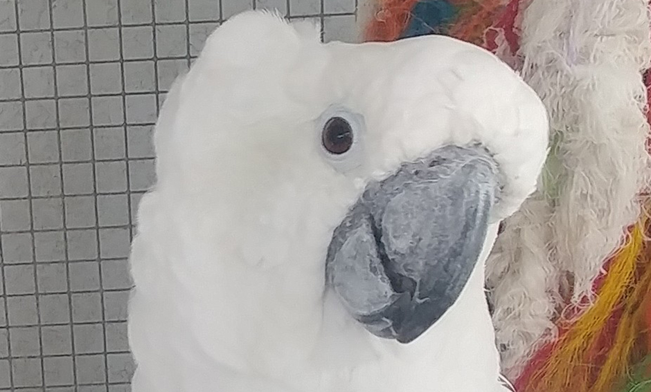 Tigger, Umbrella Cockatoo