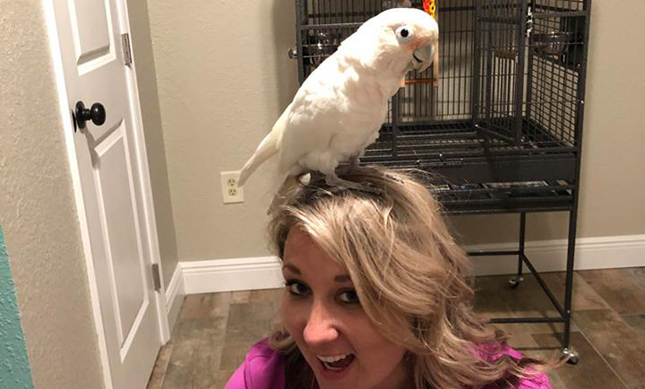 Tula, Goffin Cockatoo