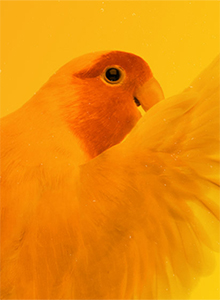 Hagen Avicultural Research Institute