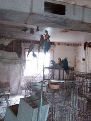 Troy parrot living conditions