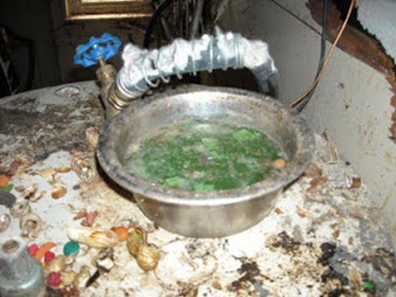 Troy parrot living conditions