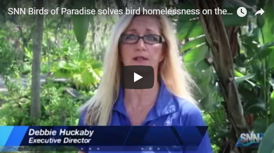 SNN Birds of Paradise solves bird homelessness on the Suncoast