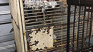 North Port Florida - Emergency Rescue 15 Parrots