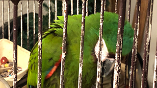 North Port Florida - Emergency Rescue 15 Parrots