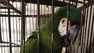 North Port Florida - Emergency Rescue 15 Parrots