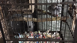 North Port Florida - Emergency Rescue 15 Parrots