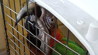 North Port Florida - Emergency Rescue 15 Parrots