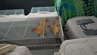 North Port Florida - Emergency Rescue 15 Parrots