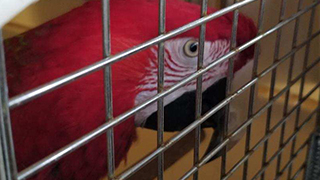 North Port Florida - Emergency Rescue 15 Parrots
