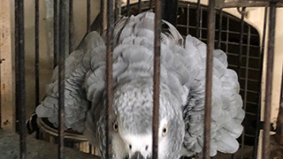 North Port Florida - Emergency Rescue 15 Parrots