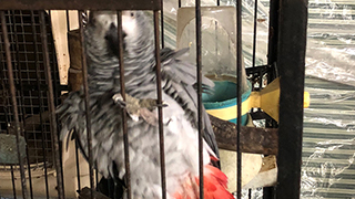 North Port Florida - Emergency Rescue 15 Parrots