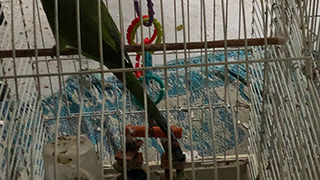 North Port Florida - Emergency Rescue 15 Parrots