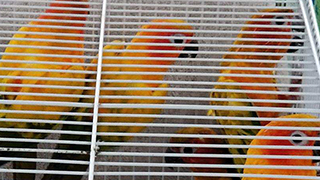 North Port Florida - Emergency Rescue 15 Parrots