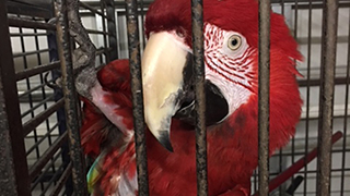 North Port Florida - Emergency Rescue 15 Parrots
