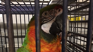 North Port Florida - Emergency Rescue 15 Parrots