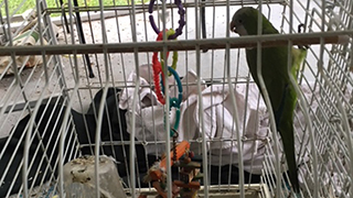 North Port Florida - Emergency Rescue 15 Parrots