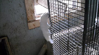 Ohio Emergency Rescue - Abandoned Parrots