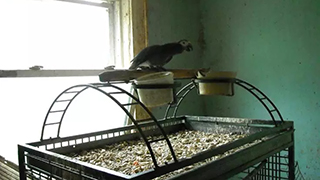Ohio Emergency Rescue - Abandoned Parrots