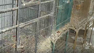 Ohio Emergency Rescue - Abandoned Parrots