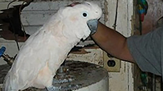 Ohio Emergency Rescue - Abandoned Parrots