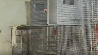Ohio Emergency Rescue - Abandoned Parrots