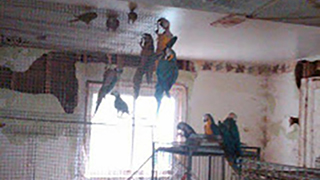 Ohio Emergency Rescue - Abandoned Parrots