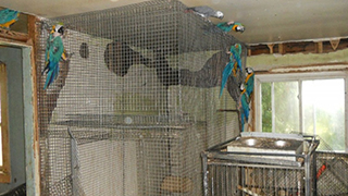 Ohio Emergency Rescue - Abandoned Parrots