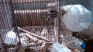 Ohio Emergency Rescue - Abandoned Parrots