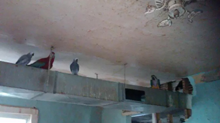 Ohio Emergency Rescue - Abandoned Parrots
