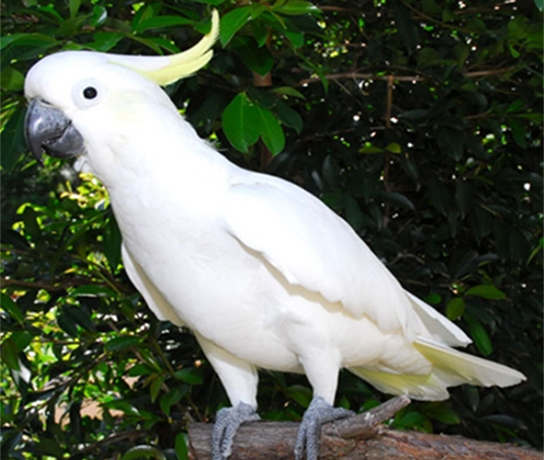 Sulphur Crested Cockatoo