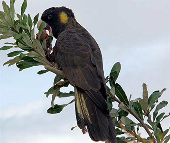 Yellow Tailed Black Cockatoo