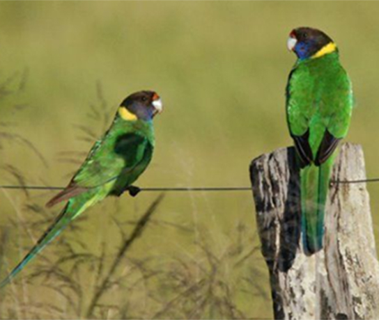 Ringneck Pair