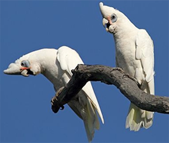 Little Corella Pair